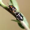 Eurydema oleracea